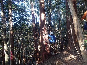 縄を使って木に登りつつ樹皮を剥ぐ