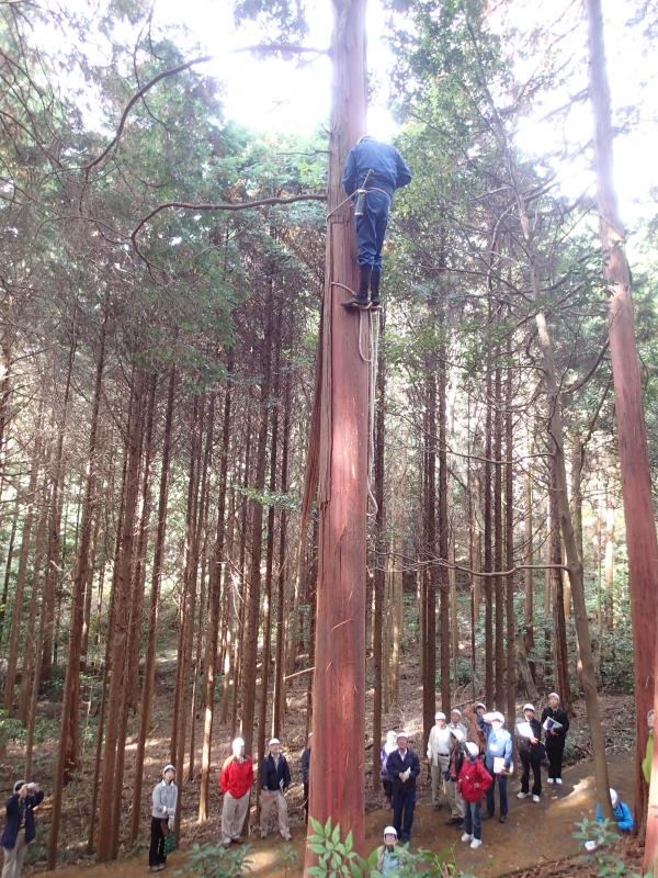 原皮師がぶり縄を使って木を登る様子