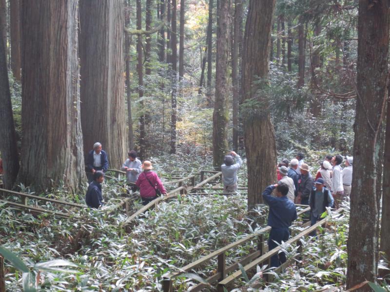 三本杉見学