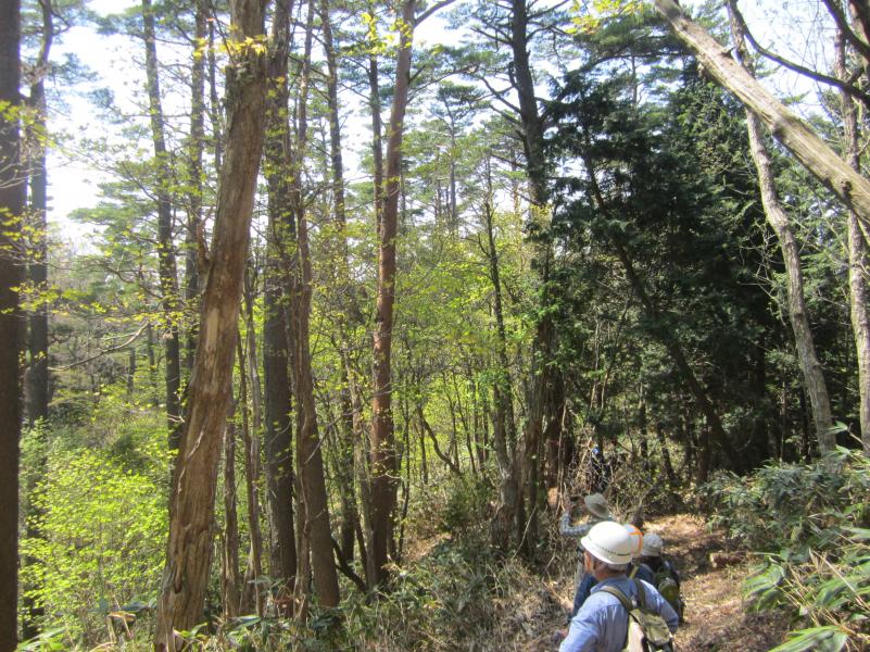 滑マツ群生地