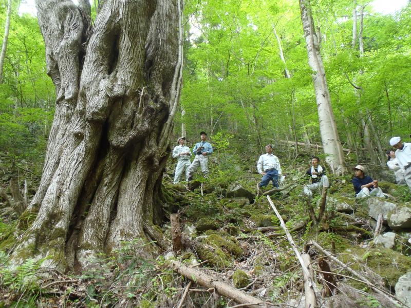 滑山林業就業支援講習大カツラ見学