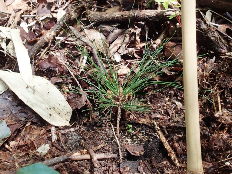 植栽された滑マツ稚樹