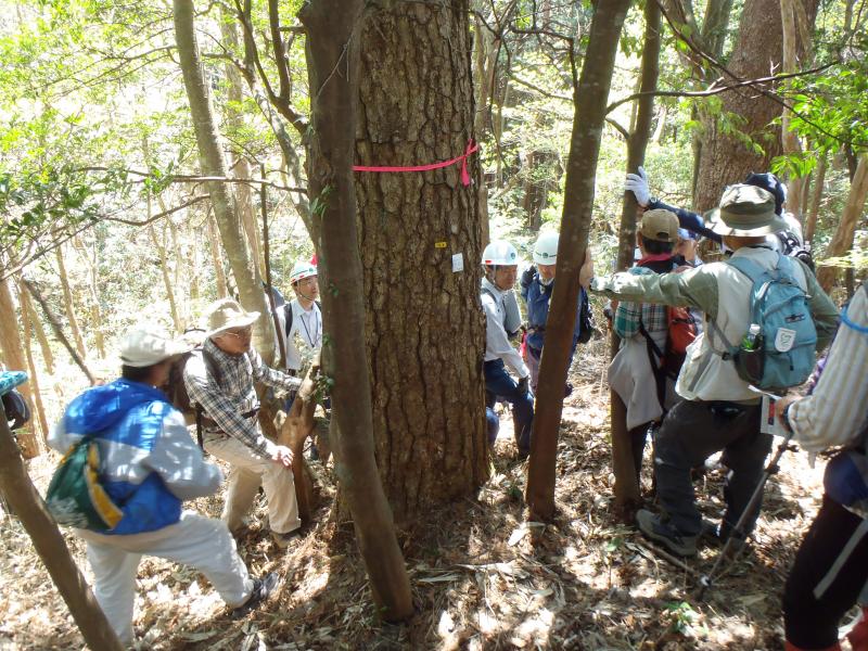 樹幹注入の説明