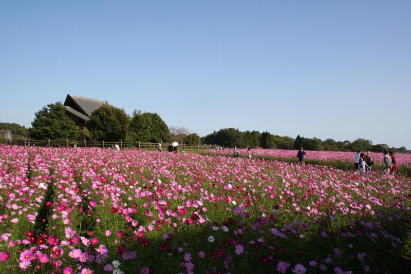 西都原広場のコスモス