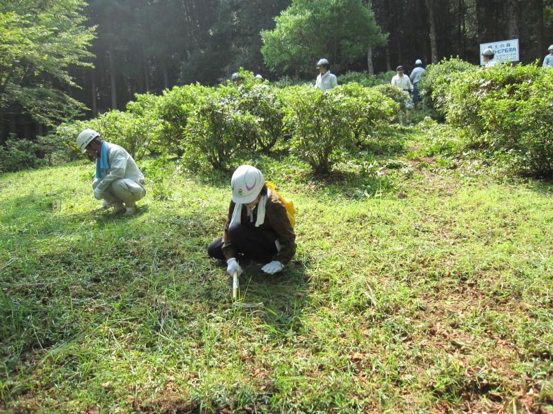 炎天下の下草刈り