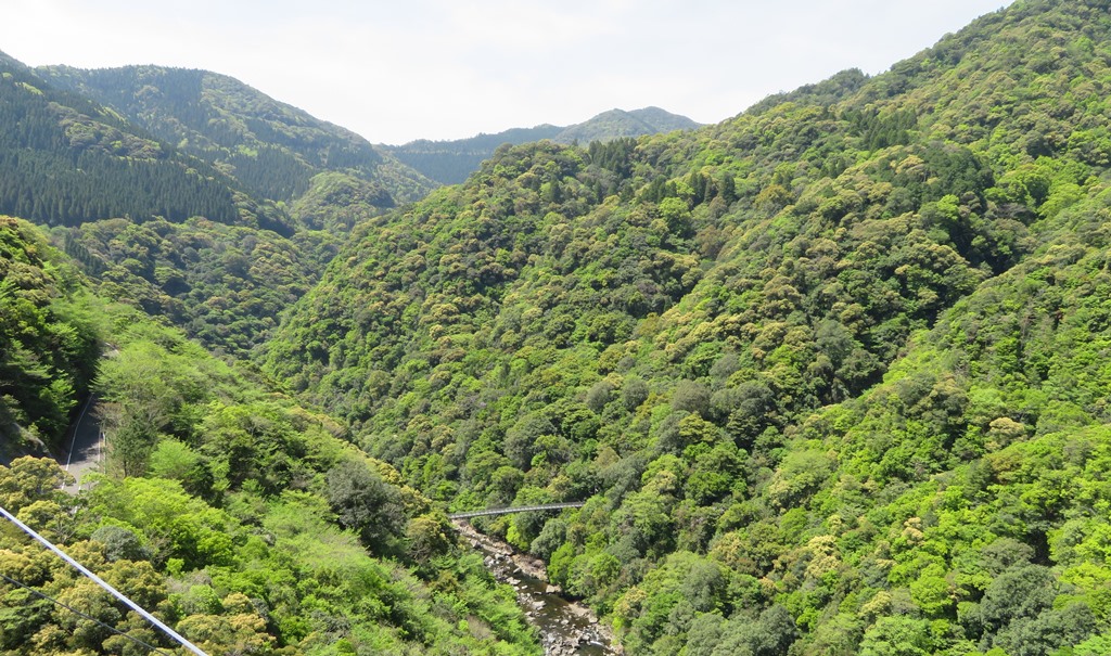 照葉樹林