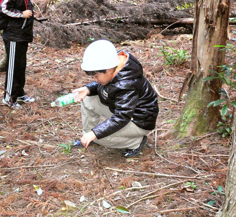 照葉樹の稚樹に水をかける子供