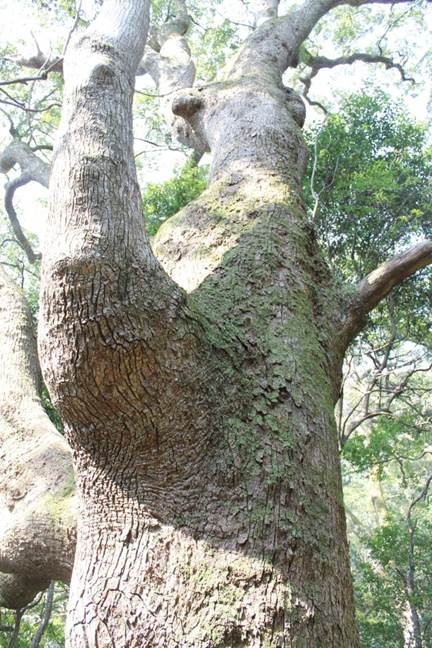 立花山大クス