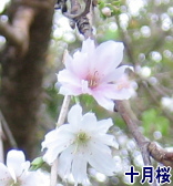 ｼﾞｭｳｶﾞﾂｻﾞｸﾗ（十月桜）