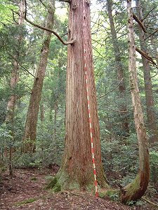 小松神社御神木