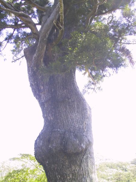 鬼の目杉