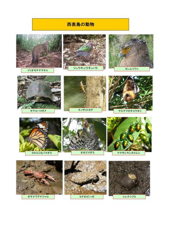 九州森林管理局 西表島の動物 九州森林管理局 西表島の動物