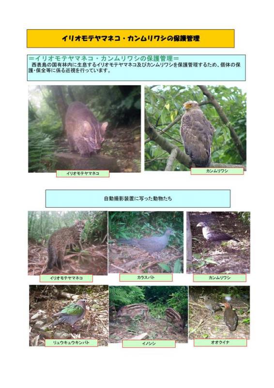 イリオモテヤマネコ・カンムリワシの保護管理