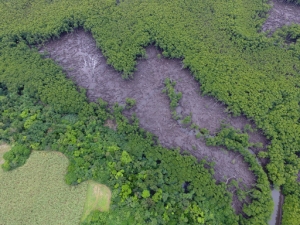 ドローン撮影よる倒伏被害地の全景