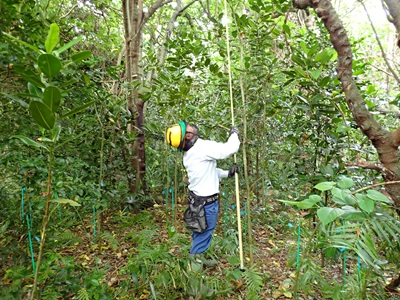 試験地調査の様子