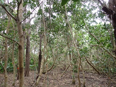 試験地調査にて