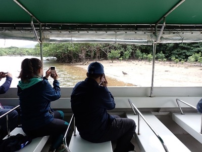 マングローブ林視察の様子