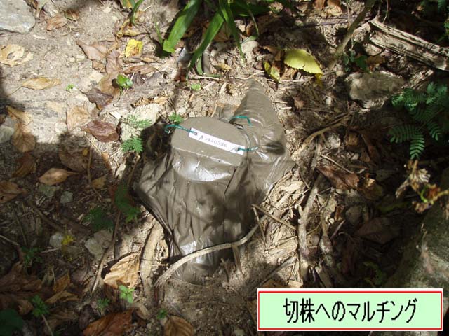 写真：切り株へのマルチング