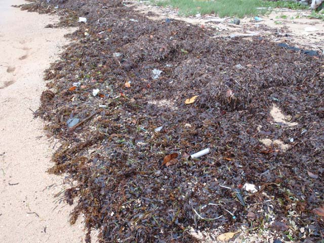 大量に漂着した海草類