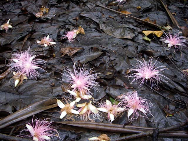 船着き場周辺の林床に落ちたサガリバナの花