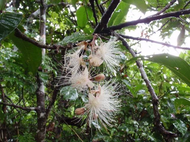 木道周辺に咲いていたサガリバナの花