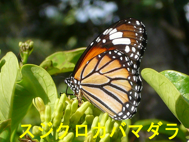 スジクロカバマダラ
