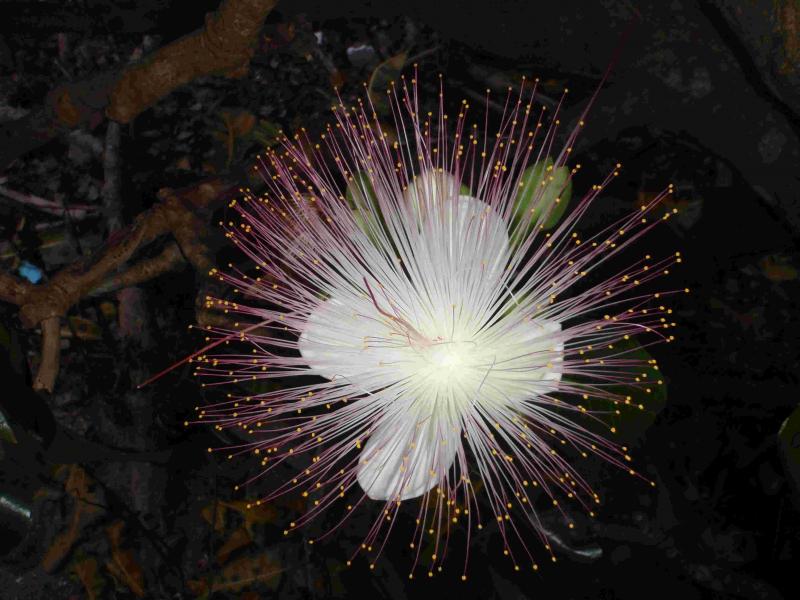 ゴバンノアシの花