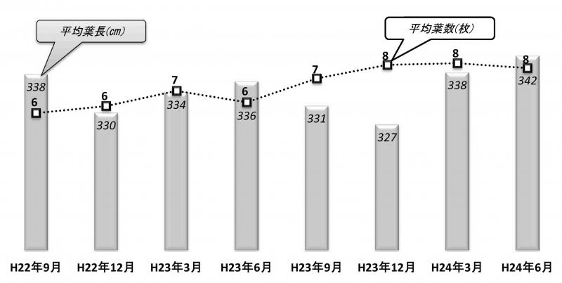 ニッパヤシ株の葉数・葉長の推移グラフ(43株で区分)