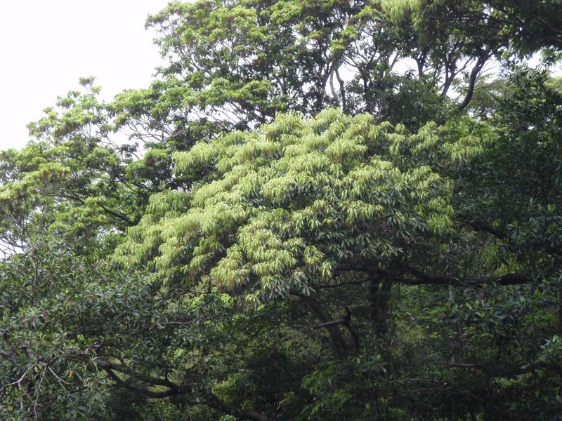 オキナワウラジロガシの新緑