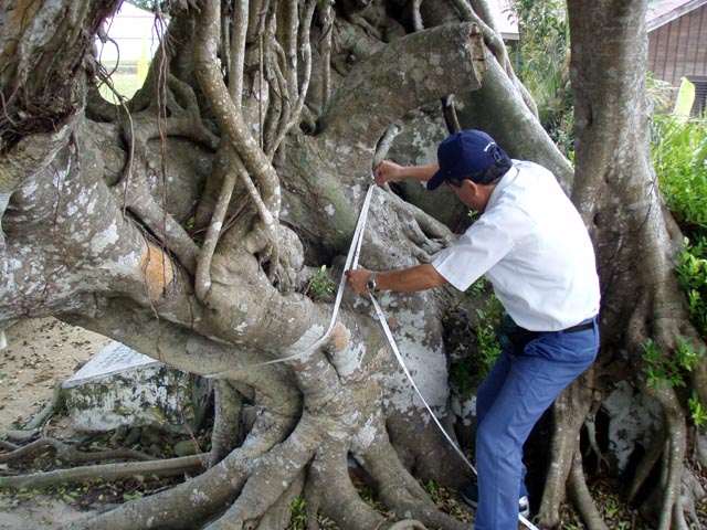 西表島の各学校の名木調査を実施