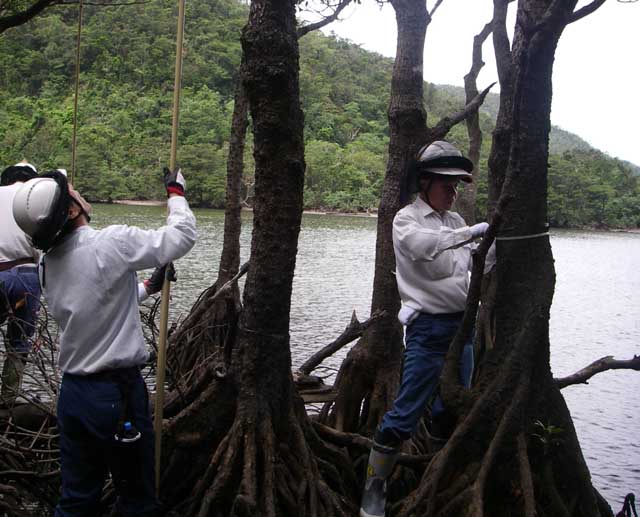 浦内川マングローブ林のモニタリング調査を実施