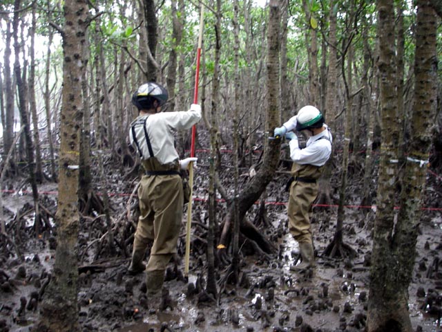 オヒルギの成長量調査状況