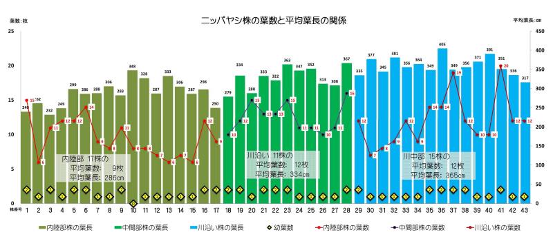 ニッパヤシH241213