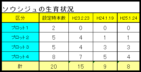 ソウシジュ生育状況