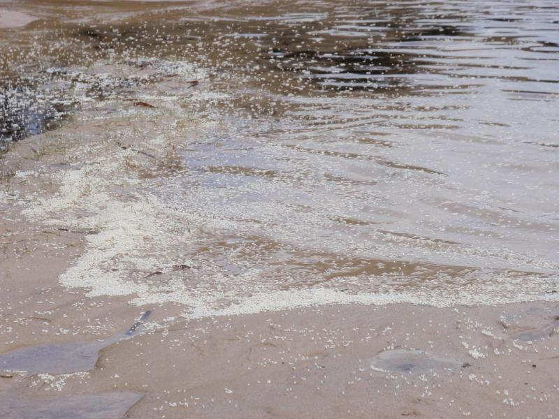 水面を漂うウミショウブ