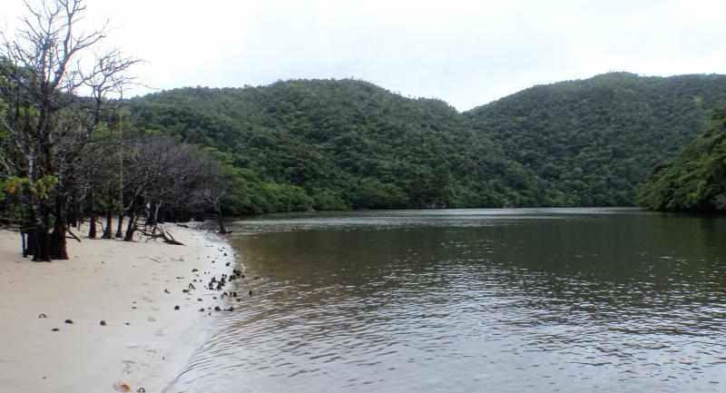 浦内川枯損木箇所