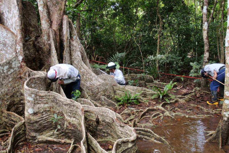 林床植生を調査中