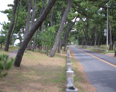 林内道路