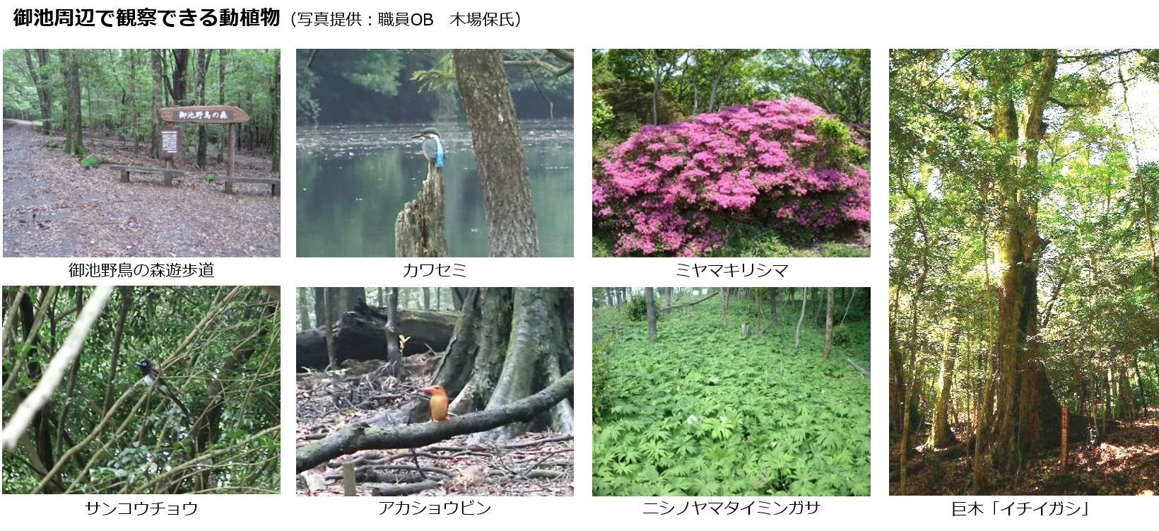 観察できる動植物