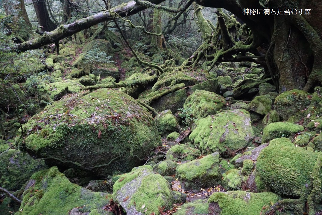 屋久島島自然休養林 九州森林管理局