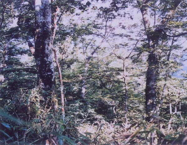 高隈山森林生物遺伝資源保存林_ブナの林相