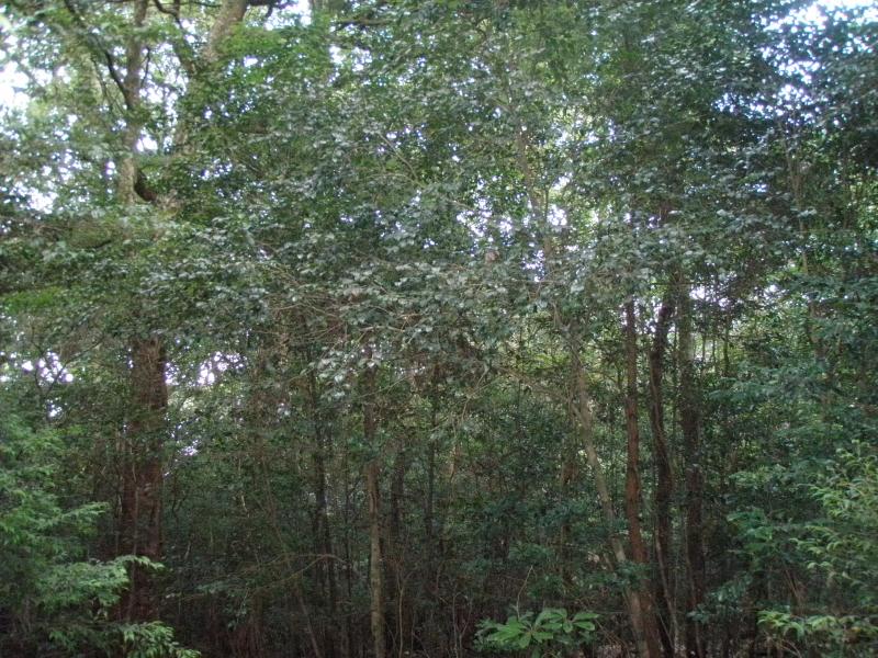 アバダントしらとり郷土の森_林内