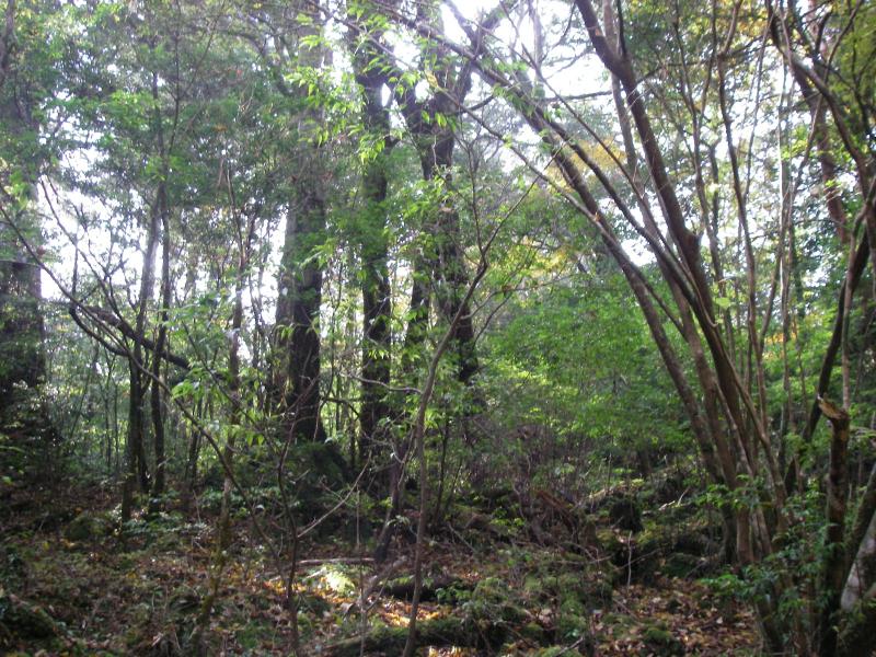 アバダントしらとり郷土の森_林内2