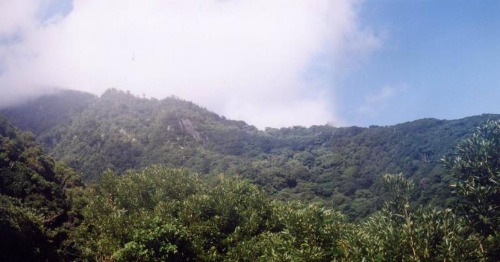 山添タブノキ等遺伝資源希少個体群保存林 遠景