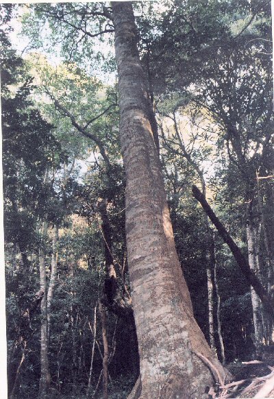 双石山林木遺伝資源保存林_ツブラジイの巨木