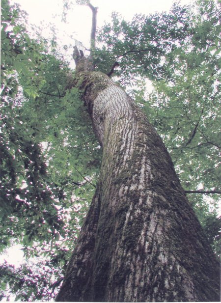 権現岳林木遺伝資源保存林_シオジの 巨木
