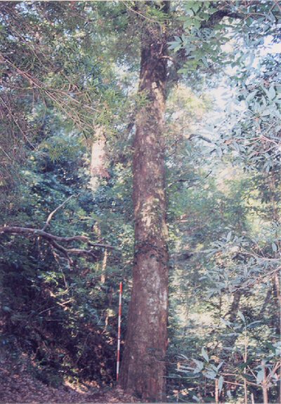 八久保林木遺伝資源保存林_イチイガシの巨木