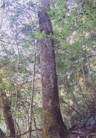 冷水林木遺伝資源保存林_チャンチンモドキの巨木