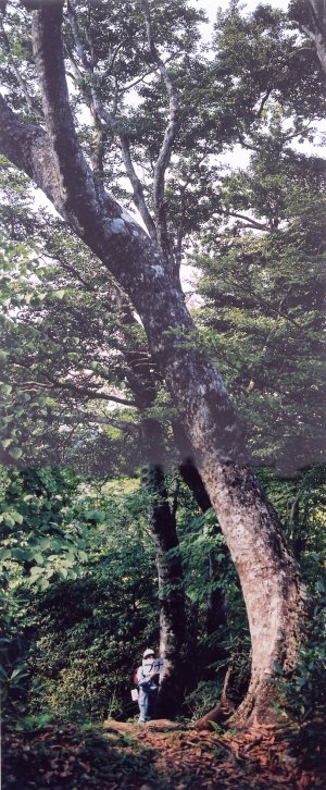 犬ケ岳林木遺伝資源保存林_ブナの巨木