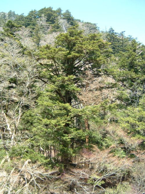 樫葉林木遺伝資源保存林_ツガの巨木